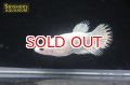 クラウンテールベタ　ホワイト　メス