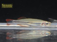 マダガスカルレインボー