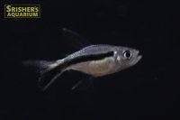バルーンペンギンテトラ