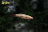 ゴールデンアカヒレ