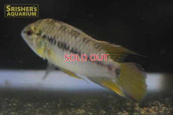 画像6: アピストグラマ ｓｐ.  sv-125（ペア）n-1【２０１９年採集】【ベネズエラ】