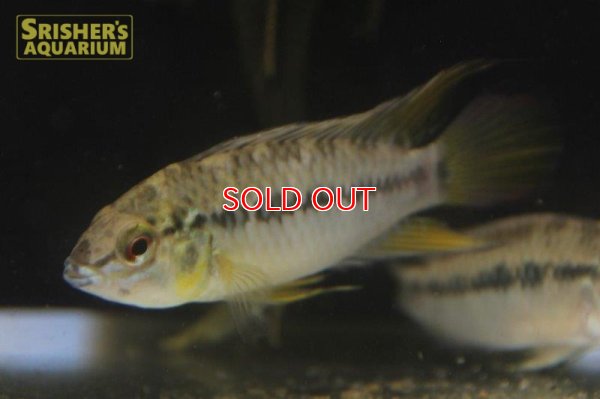 画像3: アピストグラマ ｓｐ.  sv-125（ペア）n-1【２０１９年採集】【ベネズエラ】