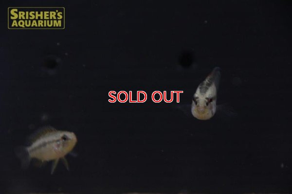 画像4: アピストグラマ ｓp.  sv-6（ペア）【２０１９年採集】【ベネズエラ】