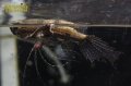 バタフライフィッシュ