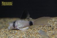 コリドラス　ロングフィンパンダ