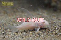 コリドラス　アルビノロングフィンパレアタス（Ｌ）