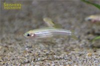 ゴールデンゼブラダニオ