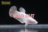 ハーフムーンプラガットベタ　ダンボ　メス