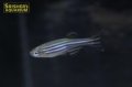 ゼブラダニオ