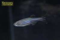 ゼブラダニオ