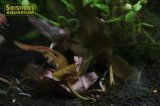 水草 ニムファ ステラータ（1株）