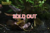 水草 ニムファ ステラータ（1株）