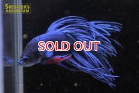 クラウンテールベタ　オス　青色