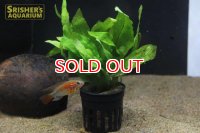水草 ミクロソリウム プテロプス Mサイズ (１ポット)