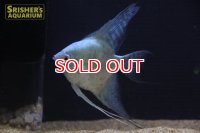 アバターブルーエンゼル