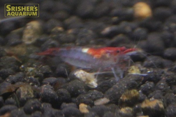 画像2: ルリーシュリンプ