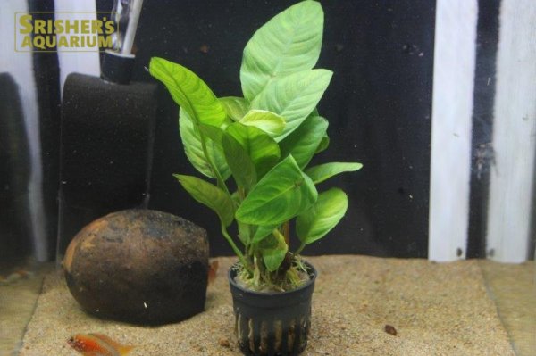 画像1: 水草 アヌビアス ヘテロフィラ (１ポット)