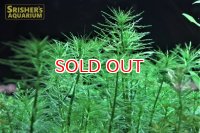 水草 ヒドロトリケ　ホトニフローラ（５本）（国産）