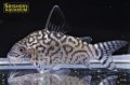 コリドラス　レティキュラータス