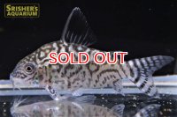 コリドラス レティキュラータス ＭＬ