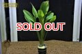 水草 エキノドルス ジャガー (１ＰＯＴ) (国産)