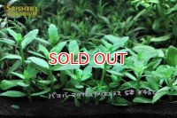 水草 バコパ　マダガスカリエンシス (５本)（国産）