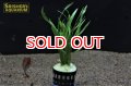 水草 エキノドルス　テネルス 　(１POT)（国産）