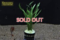水草 エキノドルス　テネルス 　(１POT)（国産）