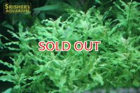 水草 ルドウィジアインクリナータ　グリーン（５本）（国産）