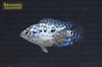 ブルーデンプシー （ブリード）
