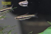 マジナータスペンシル