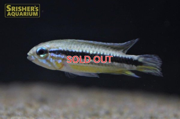 画像6: アピストグラマ　メンデジー　サンタイザベル WILD