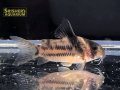 コリドラス　スーパーパラレルス（ブリード）
