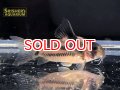 コリドラス スーパーパラレルス（ブリード）（ML)
