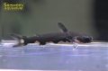 ブラックホルスタインタティア