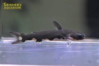 ブラックホルスタインタティア