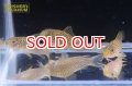 コリドラス ガラナI（ブリード）３匹セット