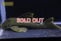 レモンフィンペコルティア　１４ｃｍ