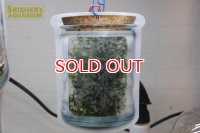 水草 袋入りウィローモス　Ｍサイズ（１袋）（国産）