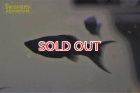 ブラックライヤーモーリー
