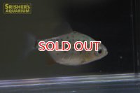 ピラニア　ナッテリー WILD