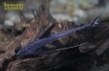 ブラックコメットロリカリア