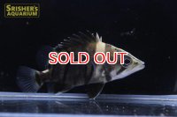 ダトニオ プラスワン（ボルネオ産）