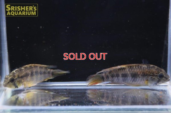 画像5: アピストグラマ ｓp.  sc-66（ペア）【２０１９年採集】【コロンビア】※ヒレ欠け＆スレ傷あり