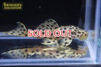 ホワイトオレンジトリムプレコ