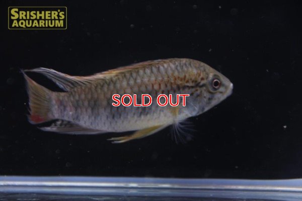 画像4: アピストグラマ ｓp.  sc-66（ペア）【２０１９年採集】【コロンビア】※ヒレ欠け＆スレ傷あり