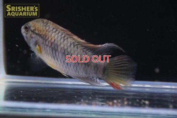 画像3: アピストグラマ ｓp.  sc-66（ペア）【２０１９年採集】【コロンビア】※ヒレ欠け＆スレ傷あり