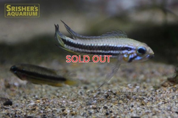 画像3: アピストグラマ　メンデジー　サンタイザベル WILD