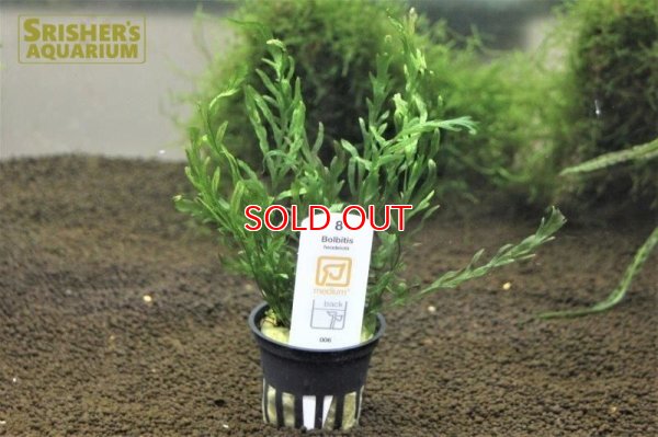 画像1: 水草 ボルビディス ヒュデロッティ TR (１ポット)