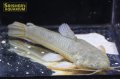 カリクティス　カリクティス　オス　ペルー産